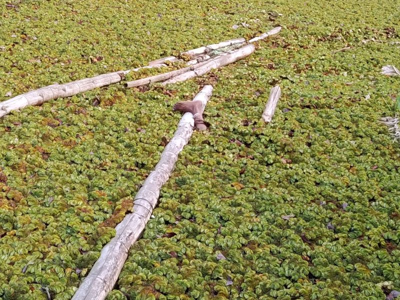 কালকিনিতে নিখোঁজের চার দিন পর ডোবা থেকে বৃদ্ধার লাশ উদ্ধার